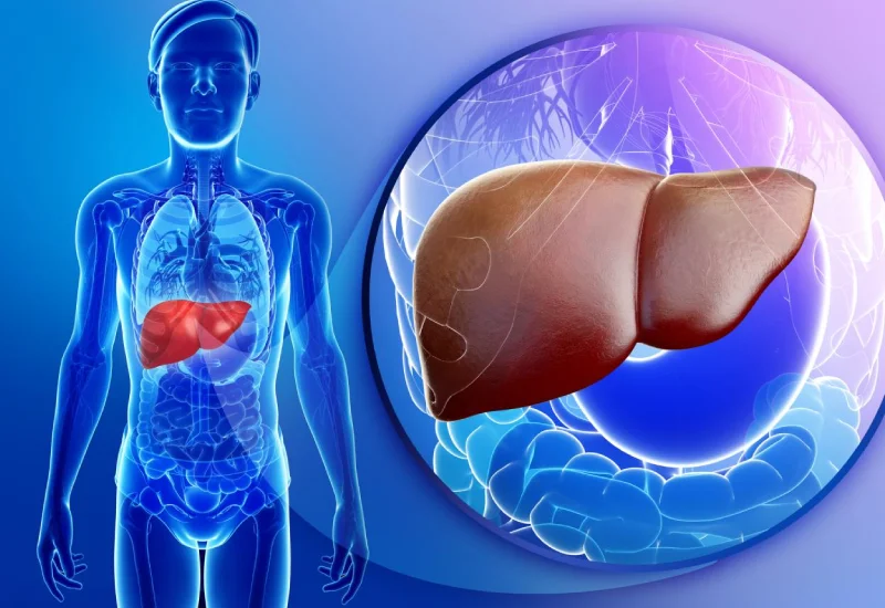 Liver Transplantation Facts