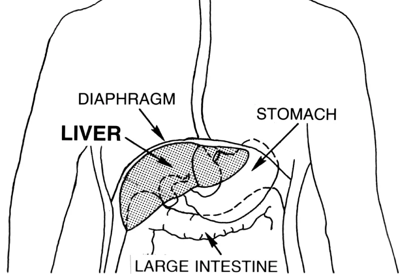 Liver Transplantation Success Rate