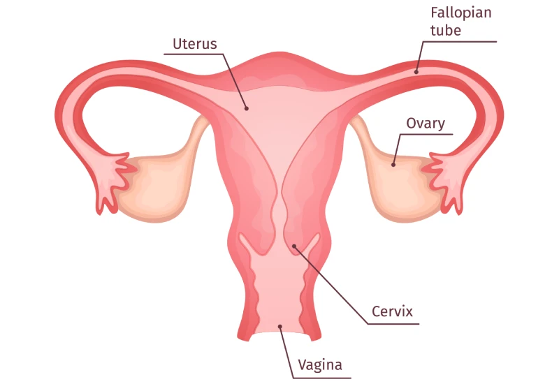 Cervical Cancer Symptoms